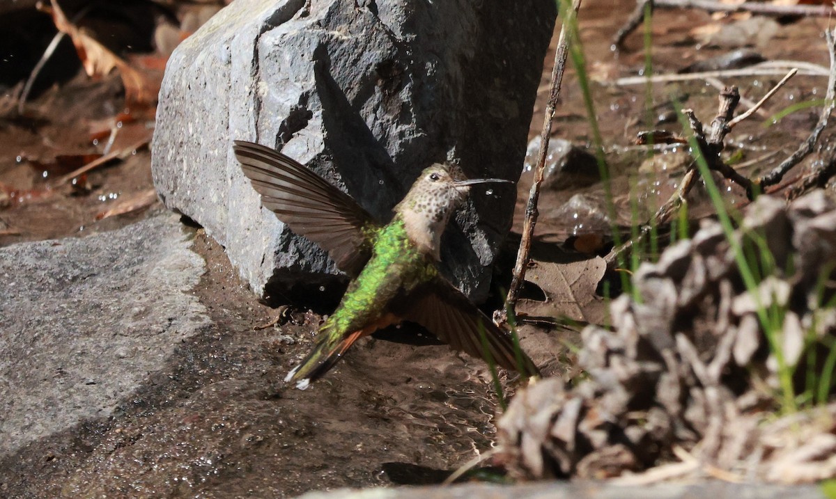 Broad-tailed Hummingbird - ML618339438