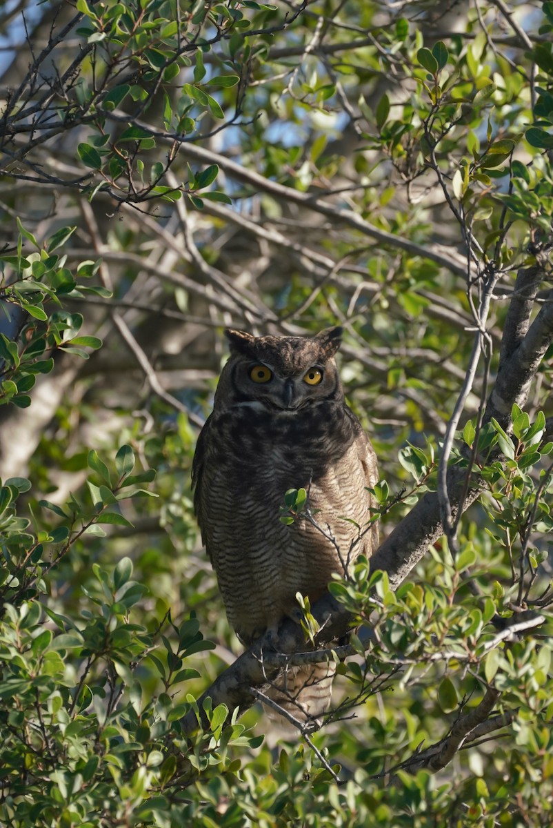 Lesser Horned Owl - ML618339445