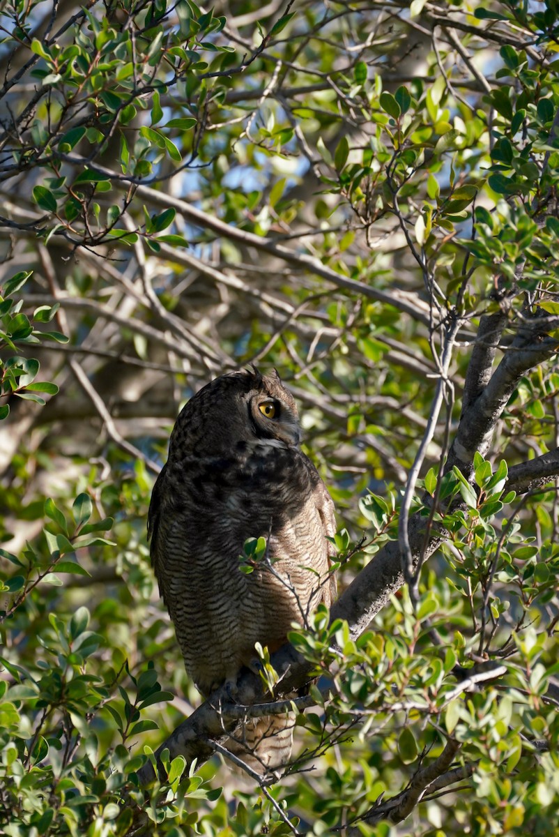 Lesser Horned Owl - ML618339446