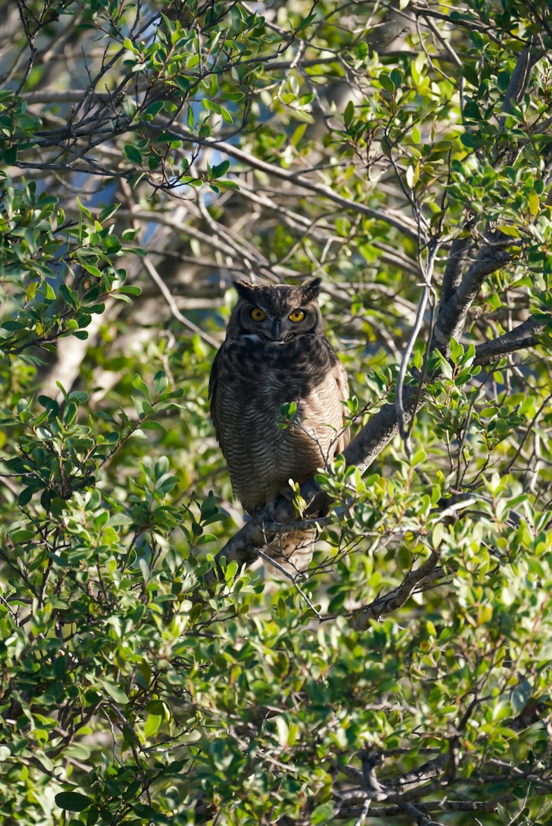 Lesser Horned Owl - ML618339448