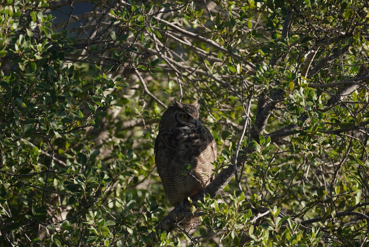 Lesser Horned Owl - ML618339449