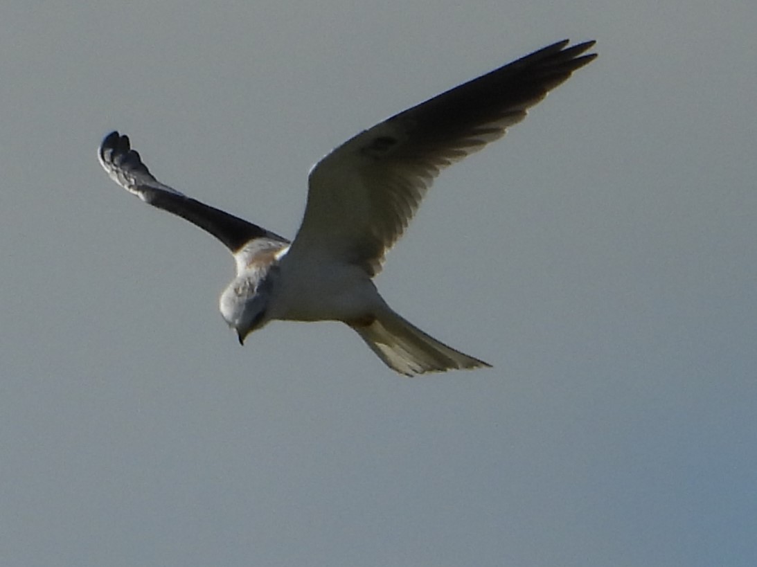 White-tailed Kite - ML618339456