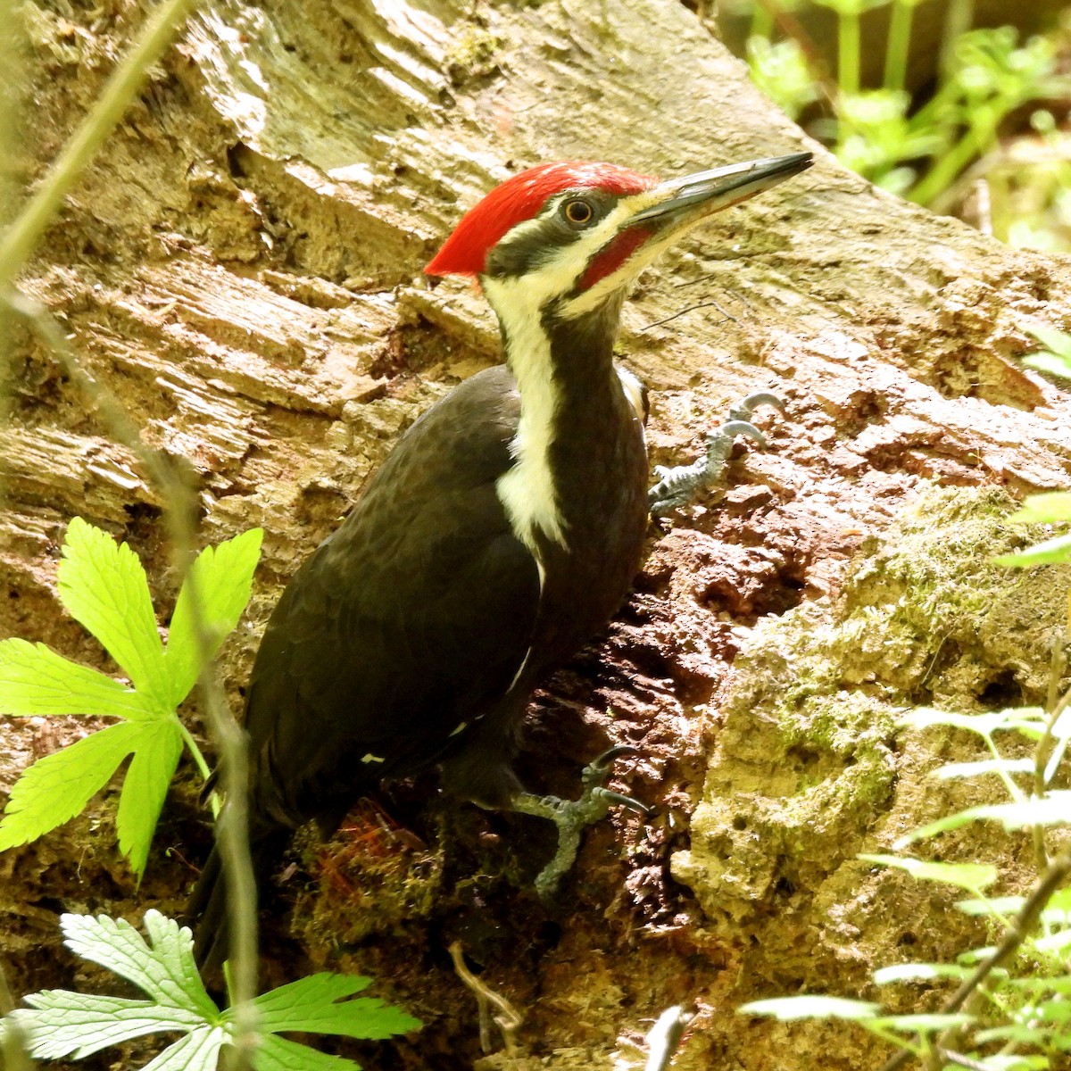 Pileated Woodpecker - ML618339468