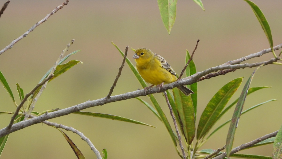 Grassland Yellow-Finch - Jorge Muñoz García   CAQUETA BIRDING