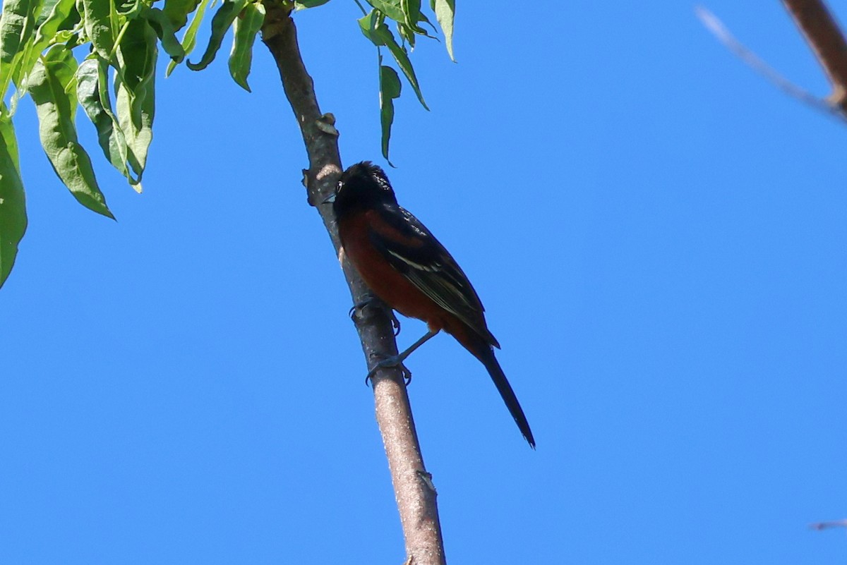 Orchard Oriole - ML618339475