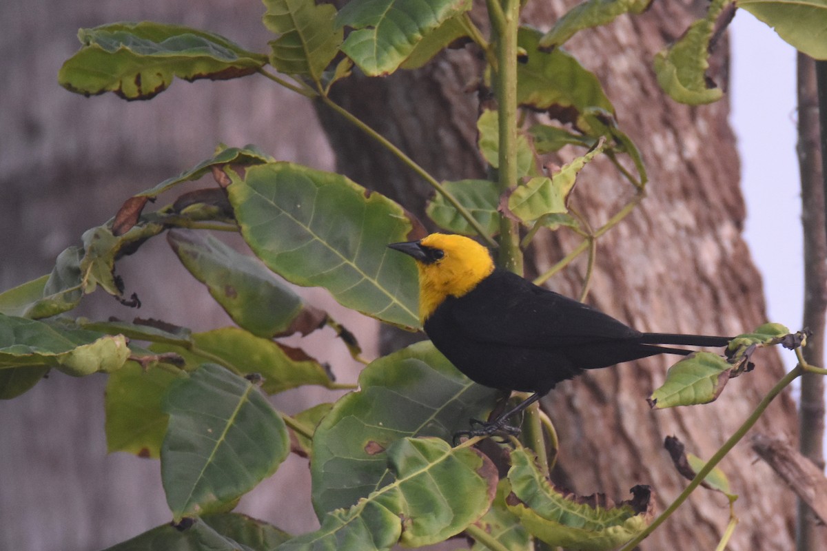 Yellow-hooded Blackbird - ML618339480