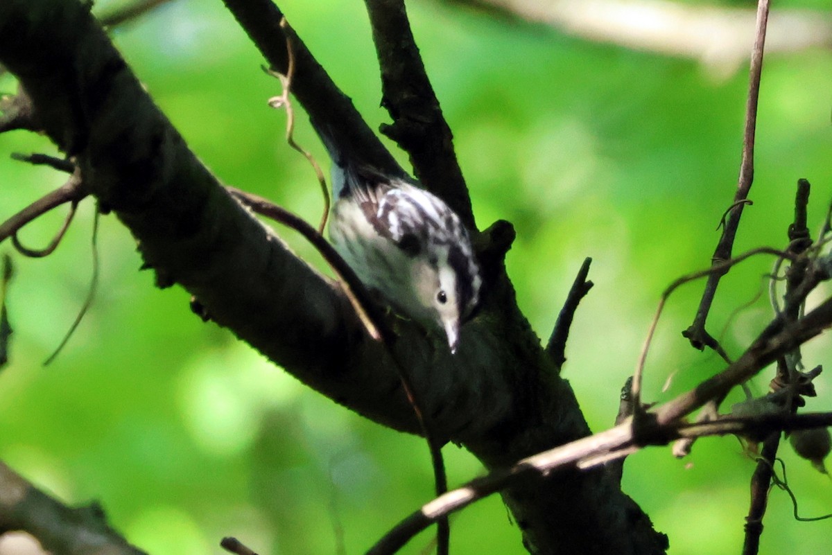 Black-and-white Warbler - ML618339487
