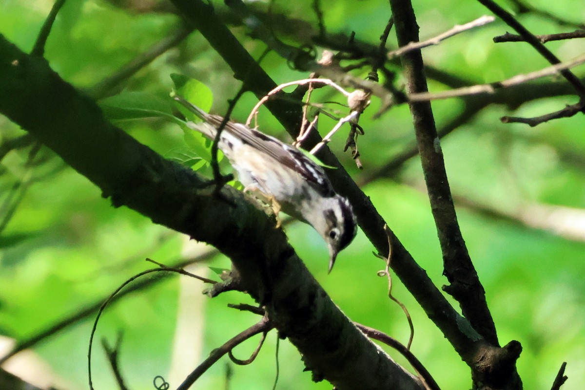 Black-and-white Warbler - ML618339488