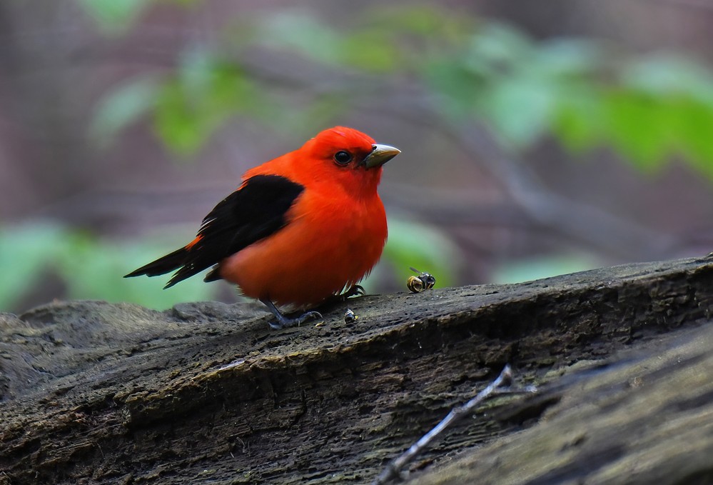 Scarlet Tanager - ML618339495