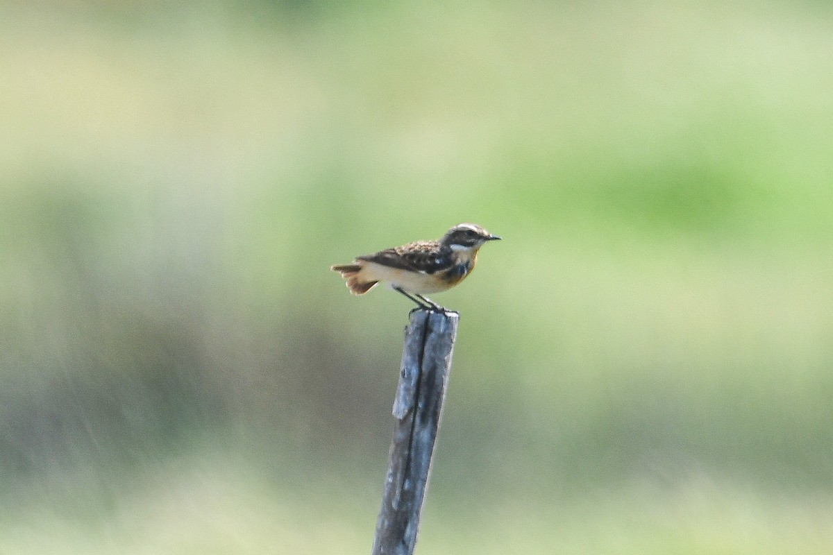 Whinchat - ML618339501