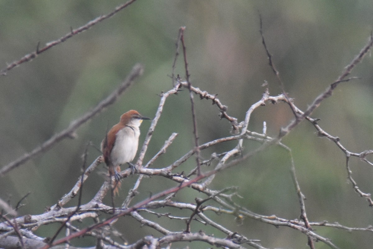Yellow-chinned Spinetail - ML618339533