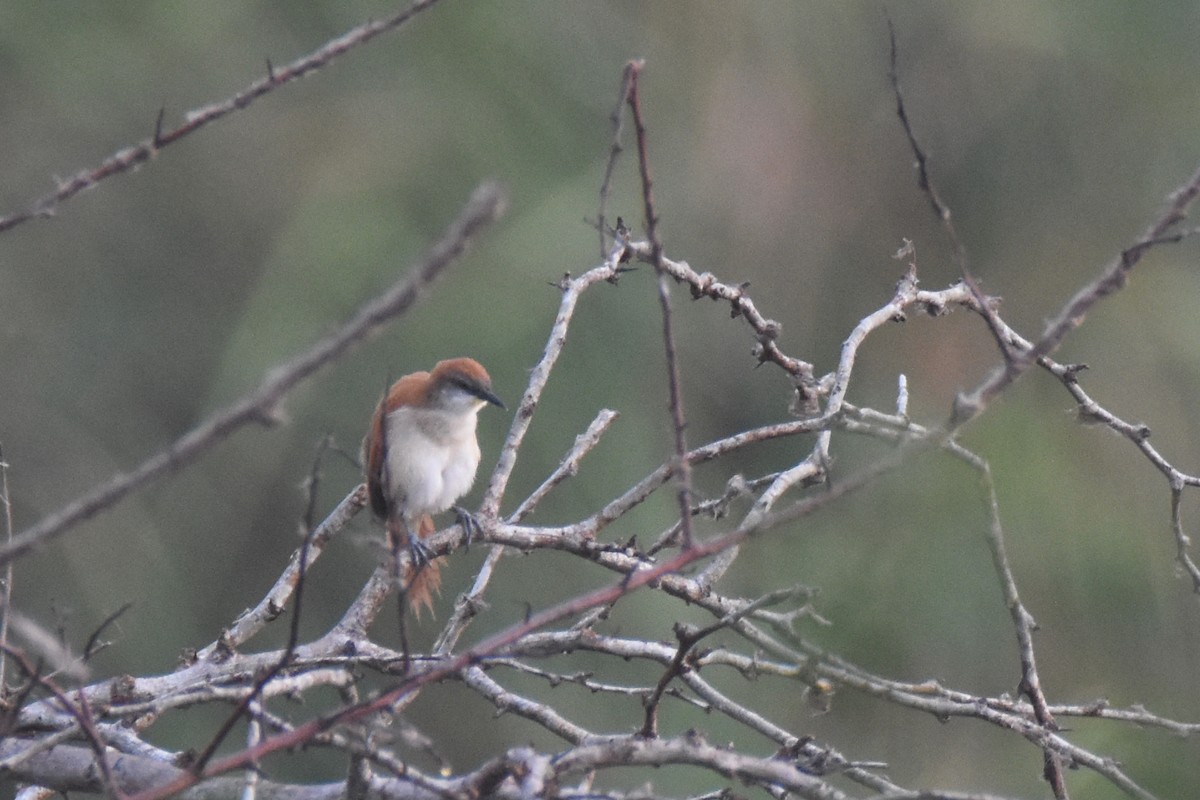 Yellow-chinned Spinetail - ML618339535