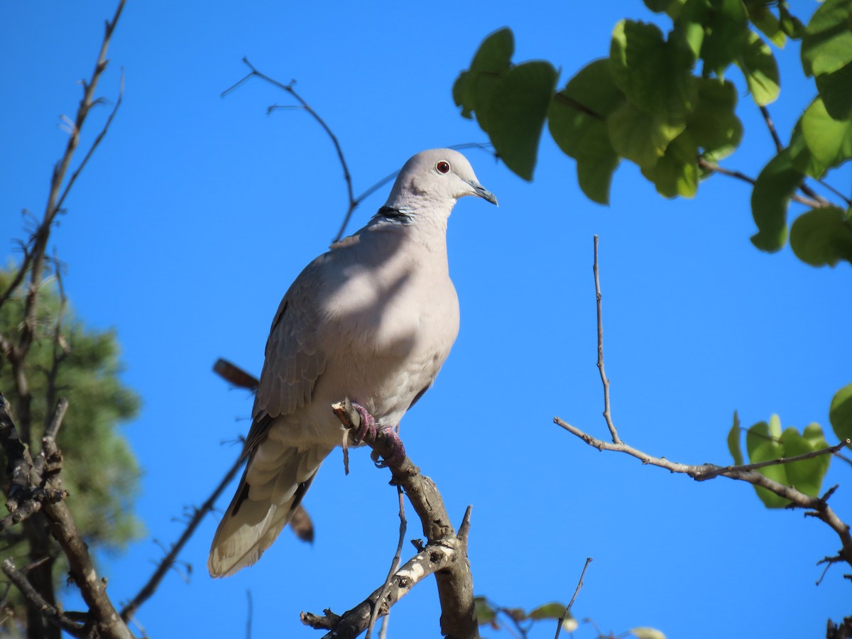 Eurasian Collared-Dove - Francisco Javier Calvo lesmes