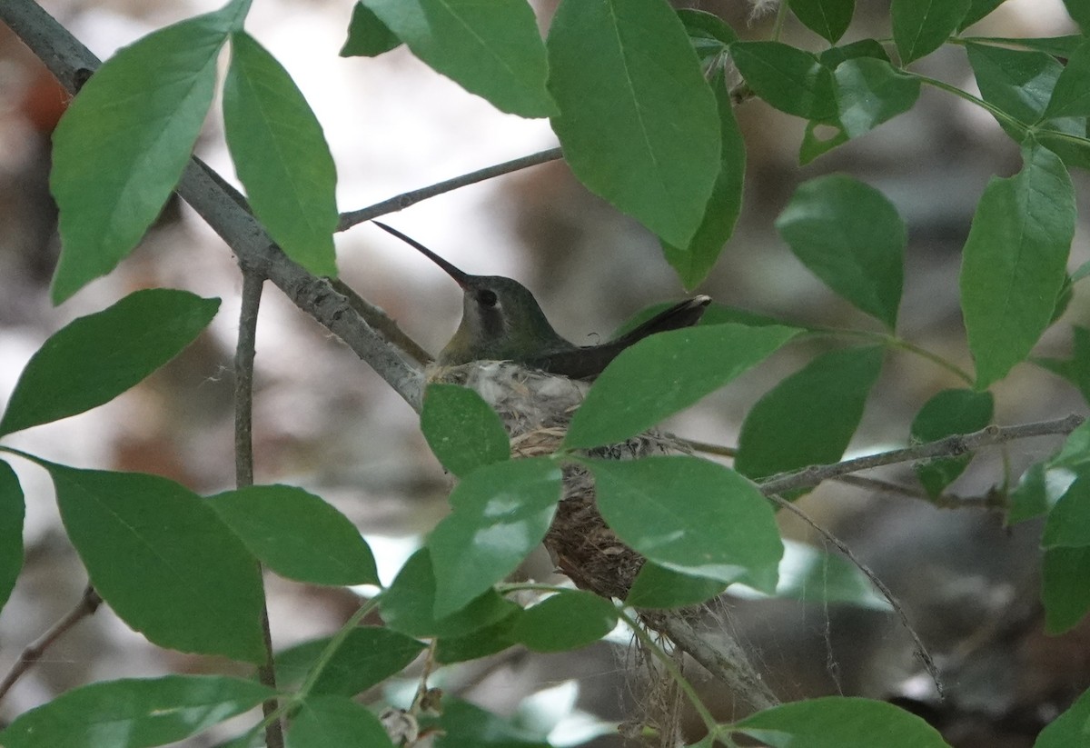 kolibřík širokozobý - ML618339543
