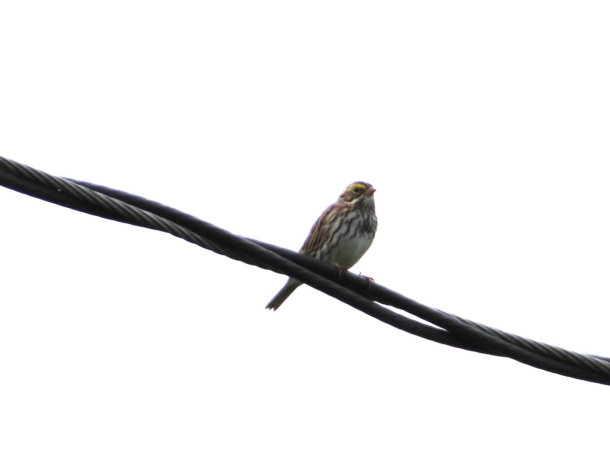 Savannah Sparrow - ML618339544