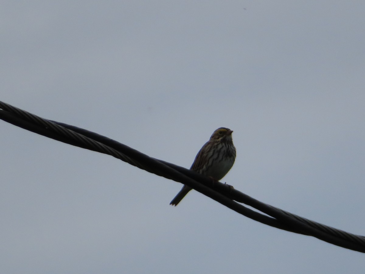 Savannah Sparrow - ML618339545