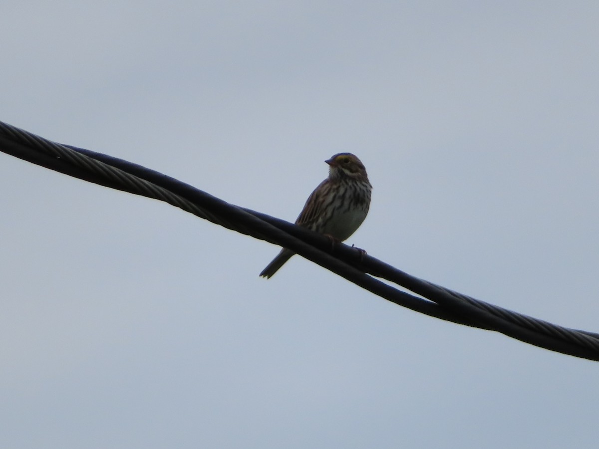Savannah Sparrow - ML618339546