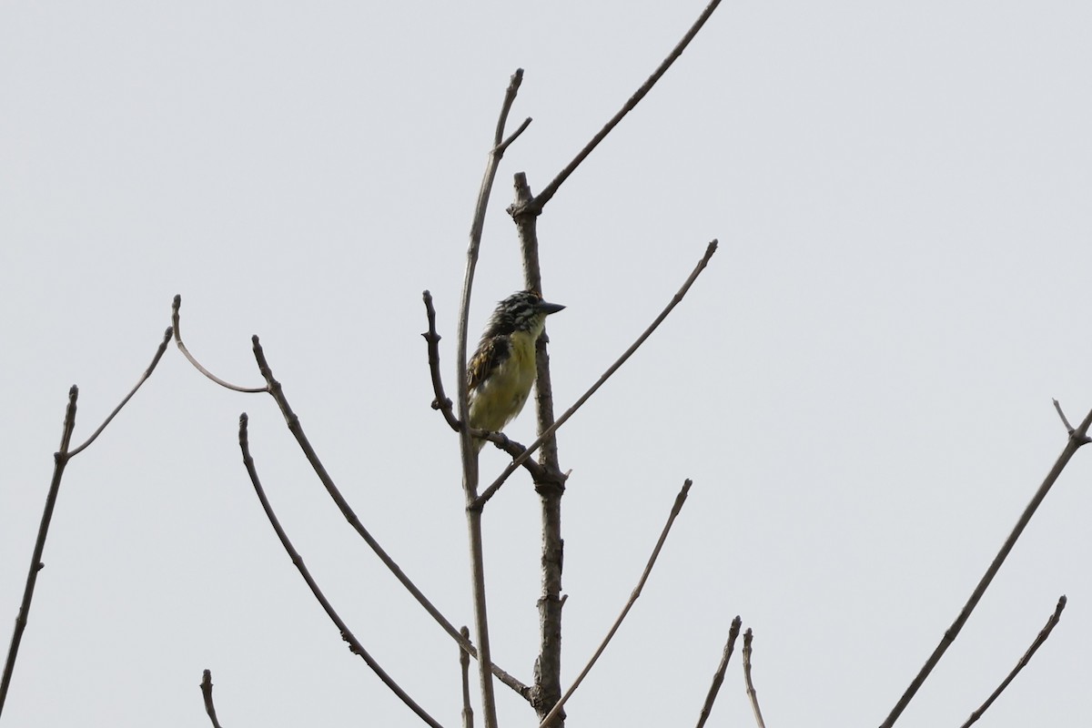 Yellow-fronted Tinkerbird - ML618339588