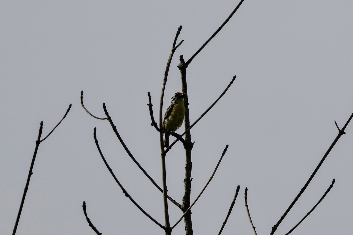 Yellow-fronted Tinkerbird - ML618339589