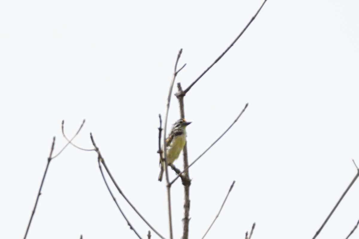 Yellow-fronted Tinkerbird - ML618339590