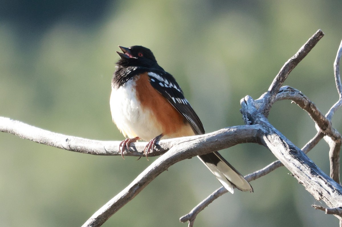 Spotted Towhee - ML618339605