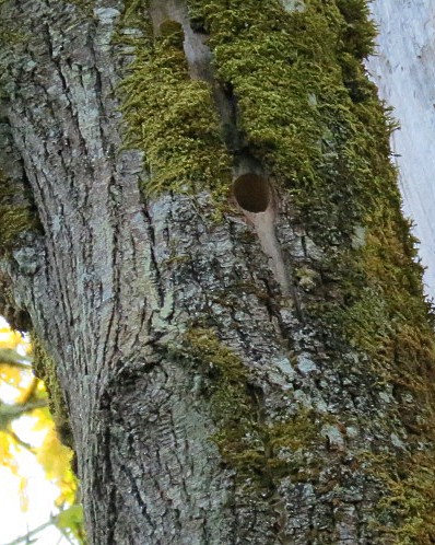 strakapoud osikový (ssp. gairdnerii/turati) - ML618339631