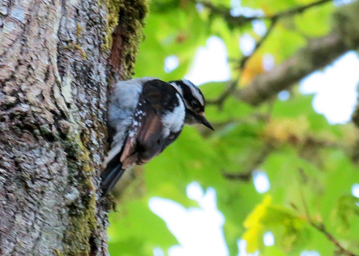 Downy Woodpecker (Pacific) - ML618339632