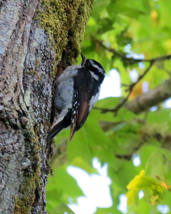 Downy Woodpecker (Pacific) - ML618339633