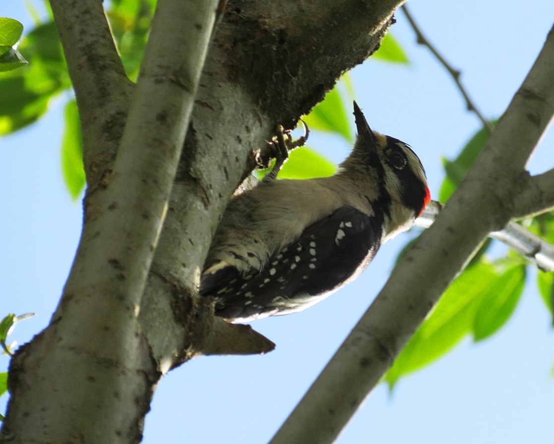 Downy Woodpecker (Pacific) - Lisa Genuit