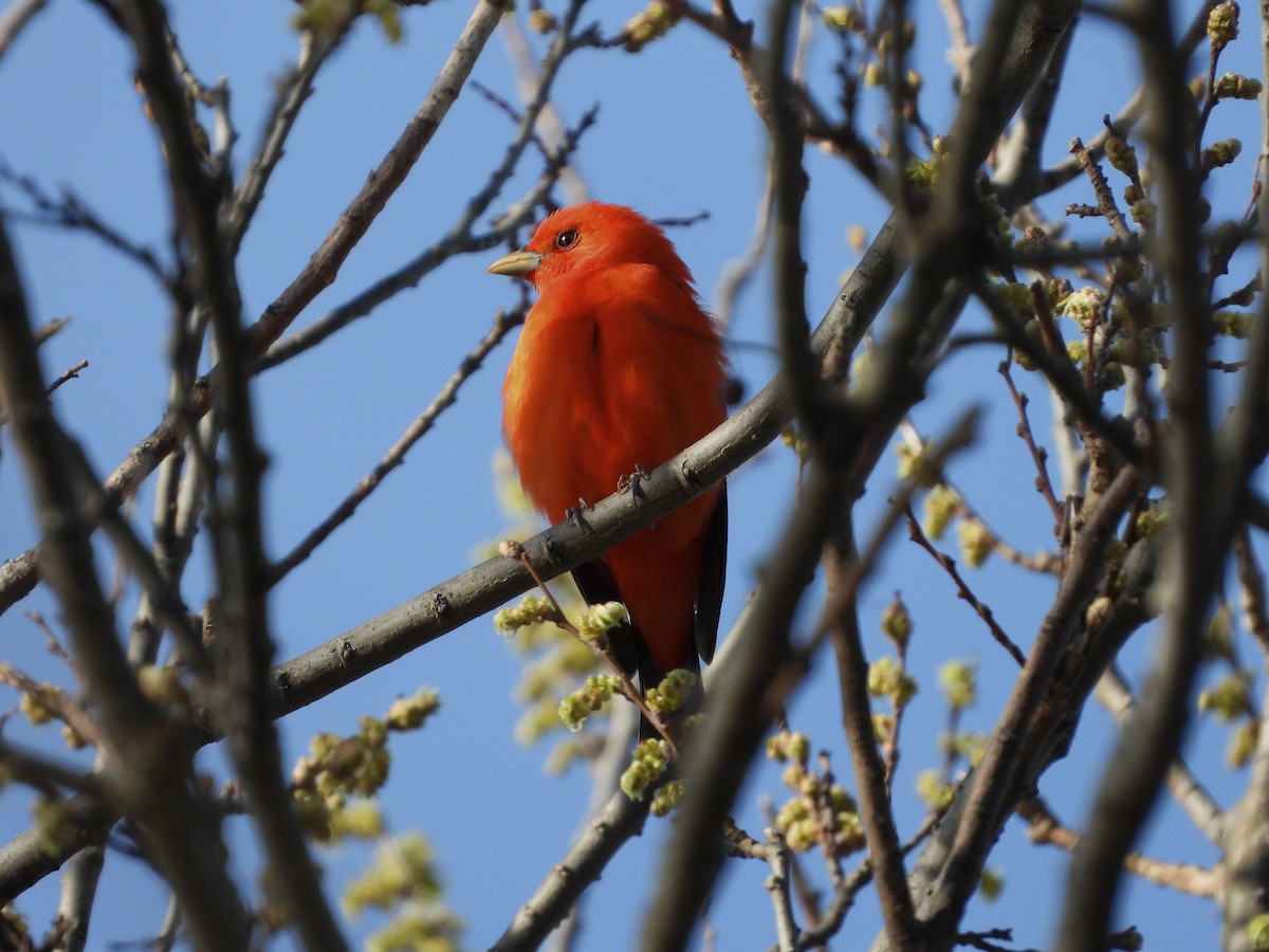 Scarlet Tanager - ML618339642
