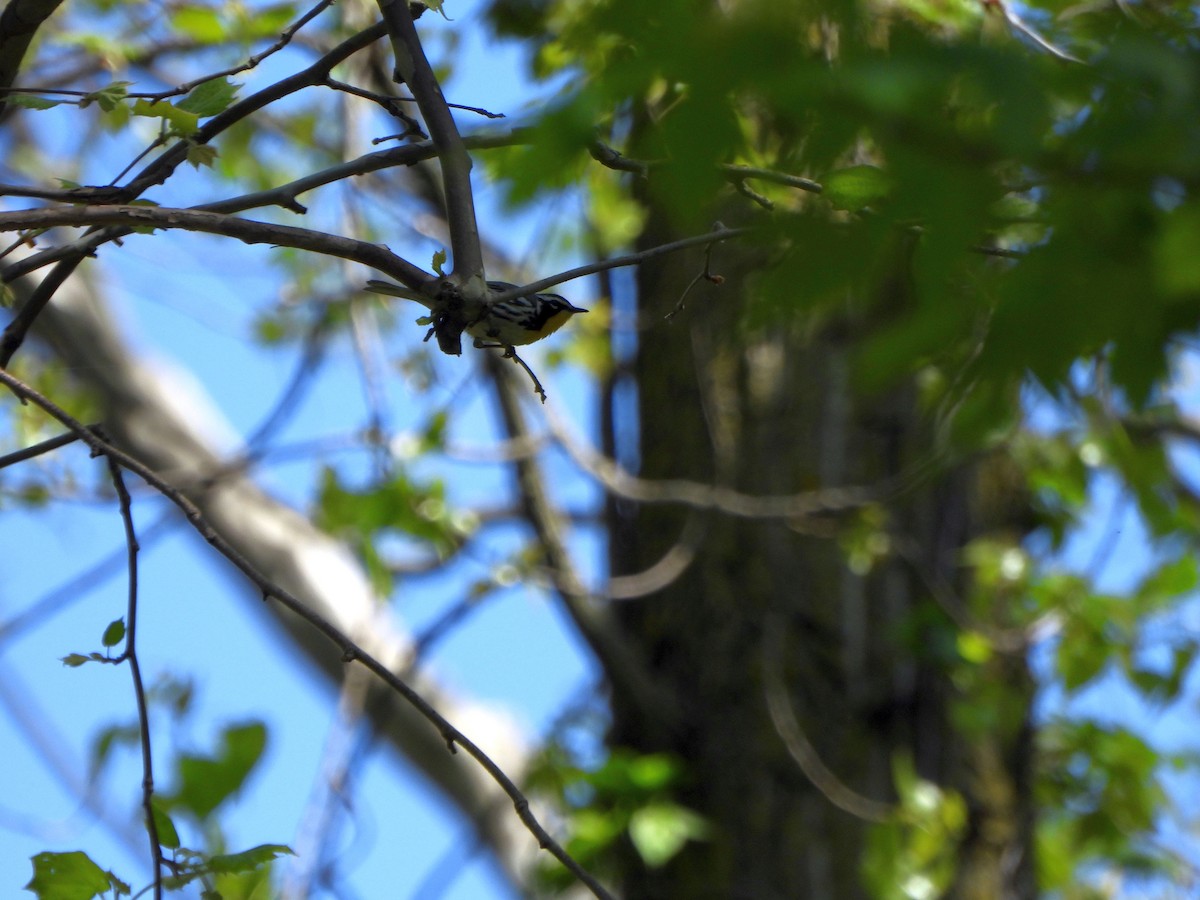 Yellow-throated Warbler - ML618339643