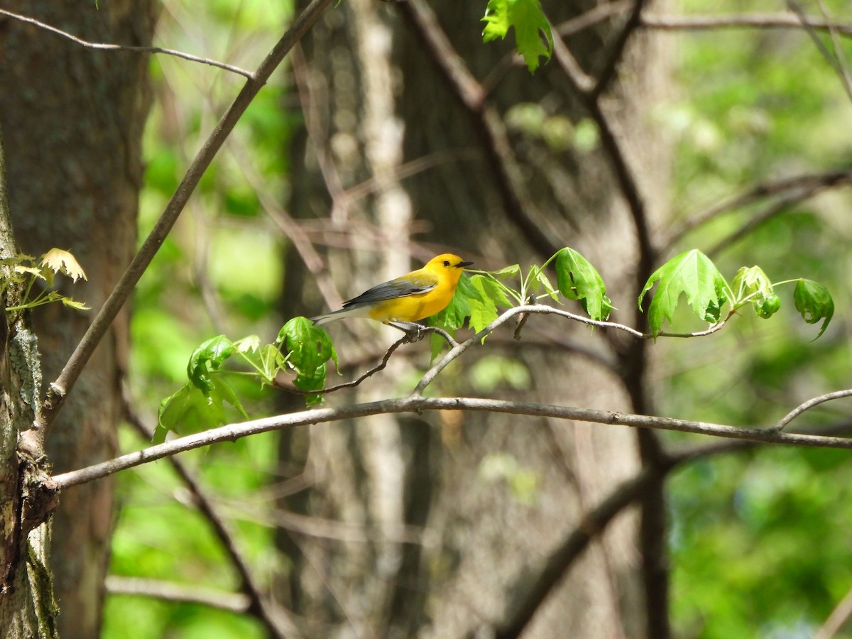 Prothonotary Warbler - Rick Luehrs
