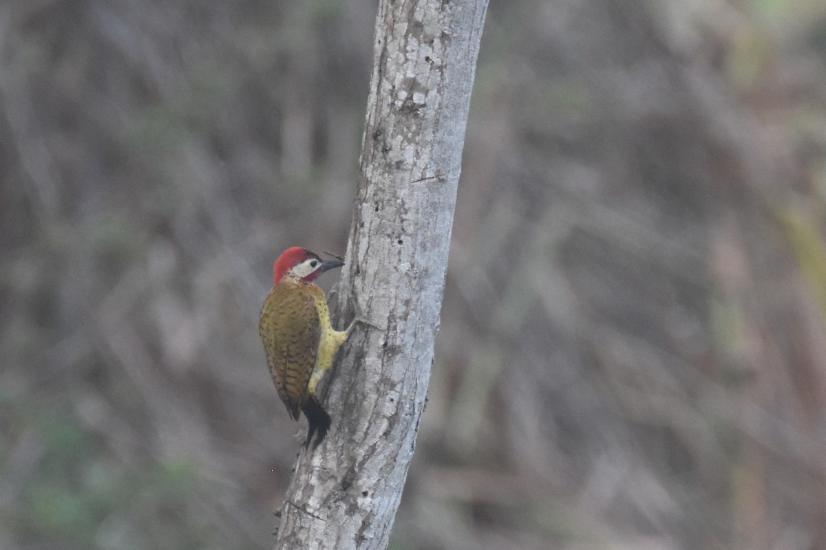 Spot-breasted Woodpecker - ML618339662