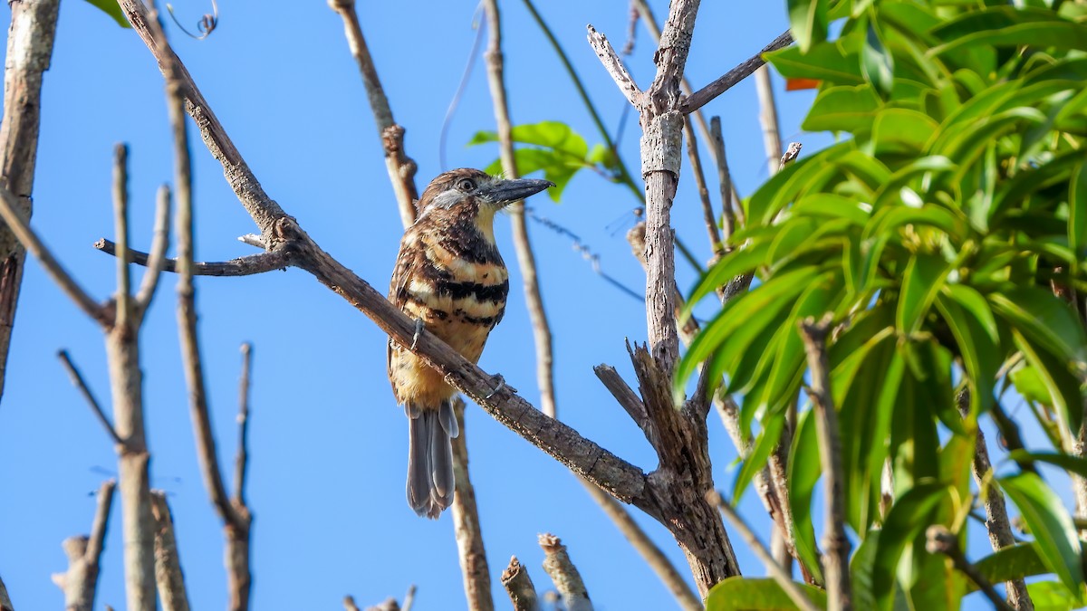 Two-banded Puffbird - ML618339703