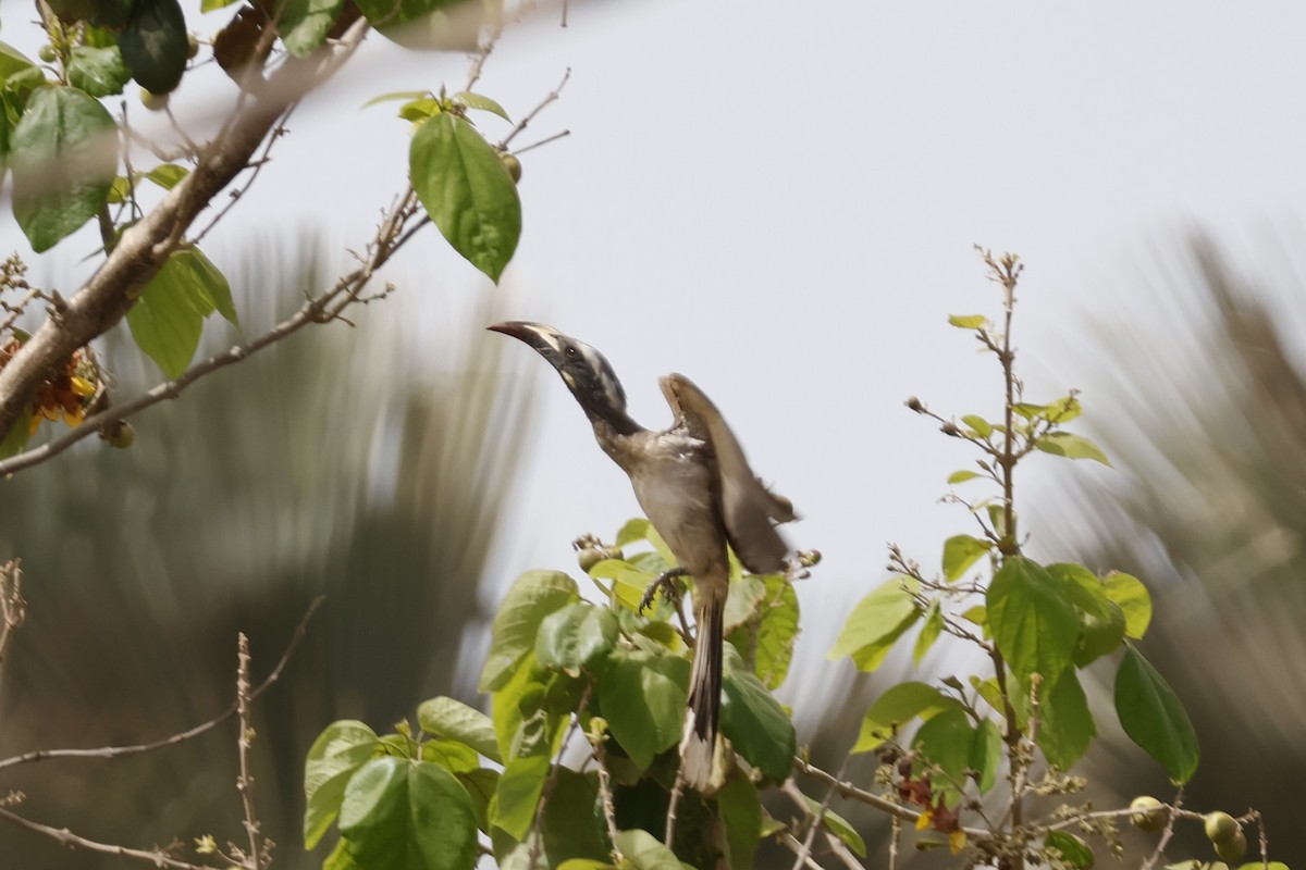 African Gray Hornbill - ML618339707