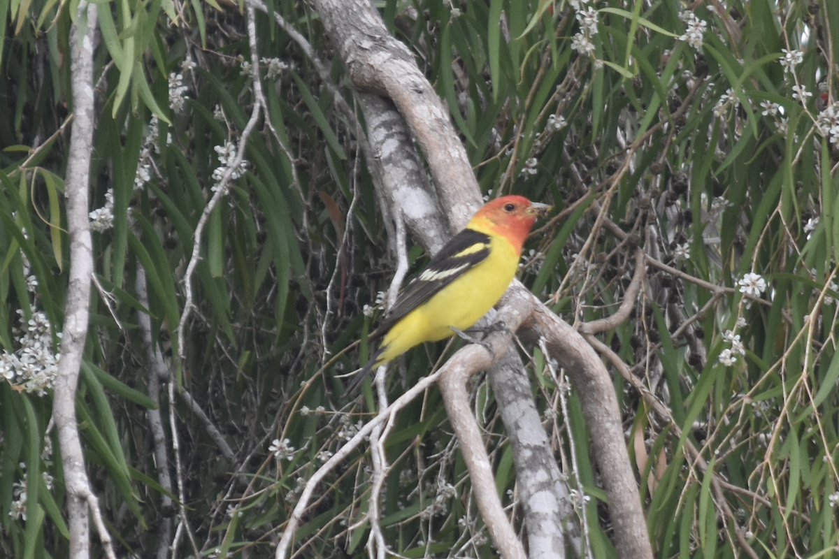 Western Tanager - ML618339722