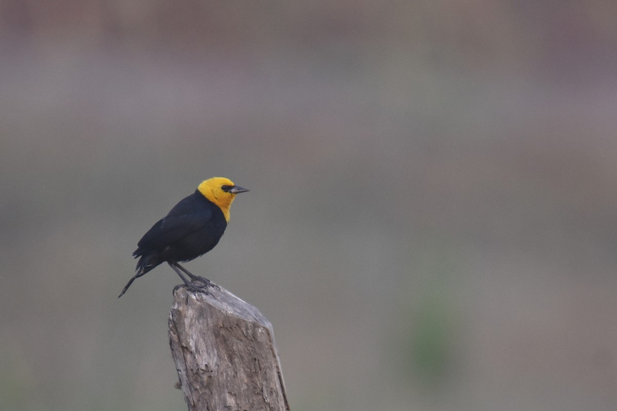 Yellow-hooded Blackbird - ML618339726