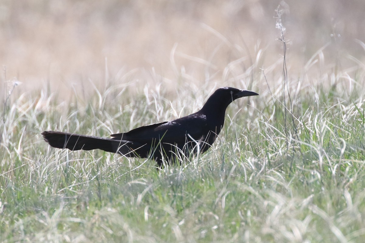 Great-tailed Grackle - ML618339734
