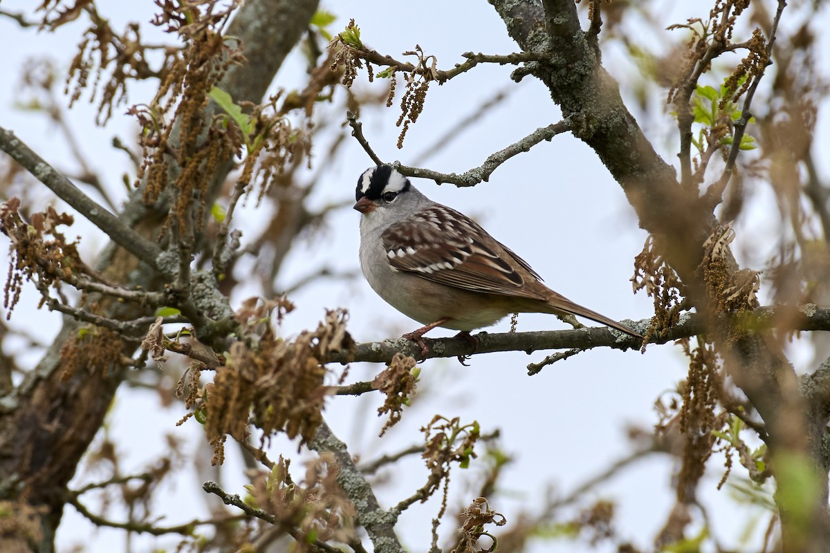 White-crowned Sparrow - ML618339735