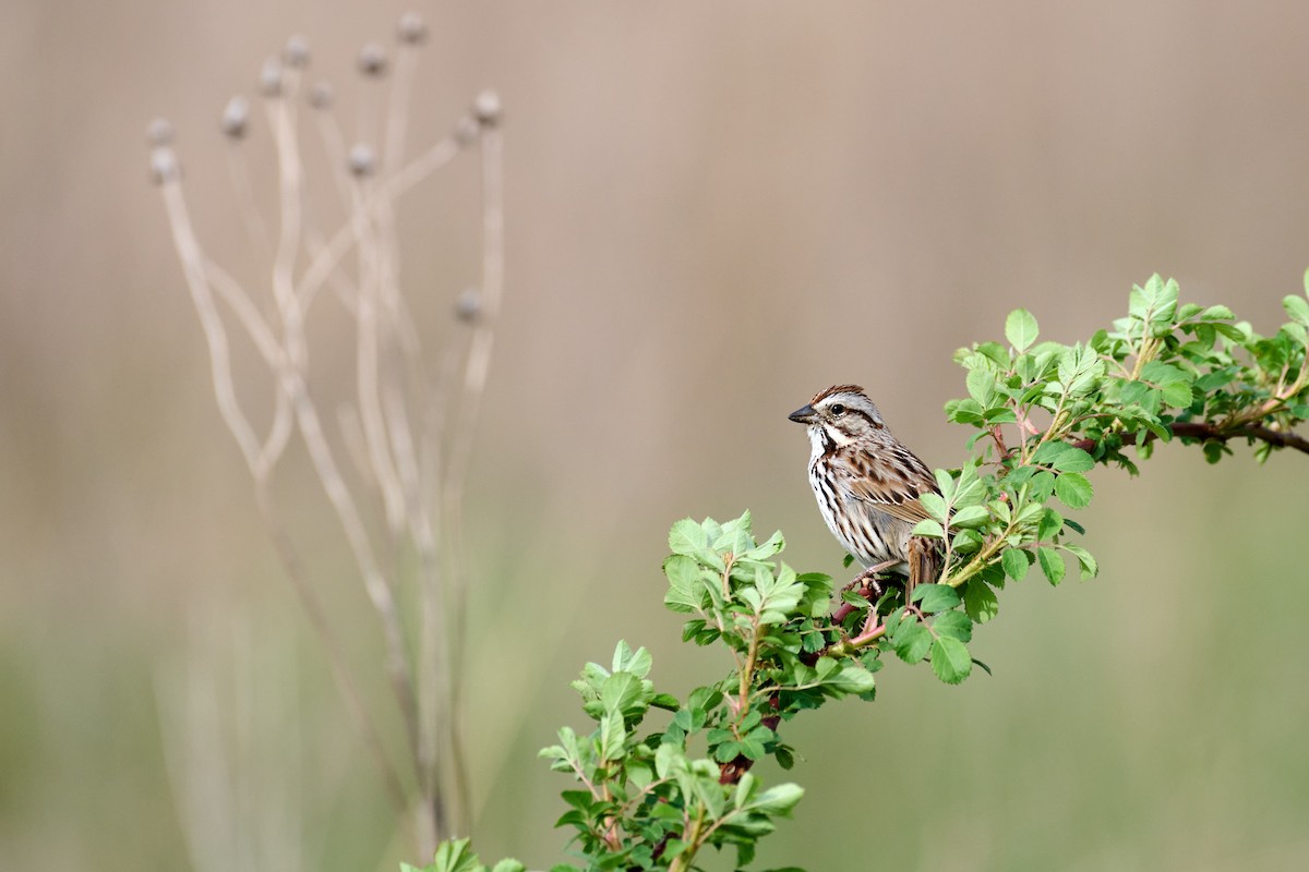 Song Sparrow - Charlie Shields