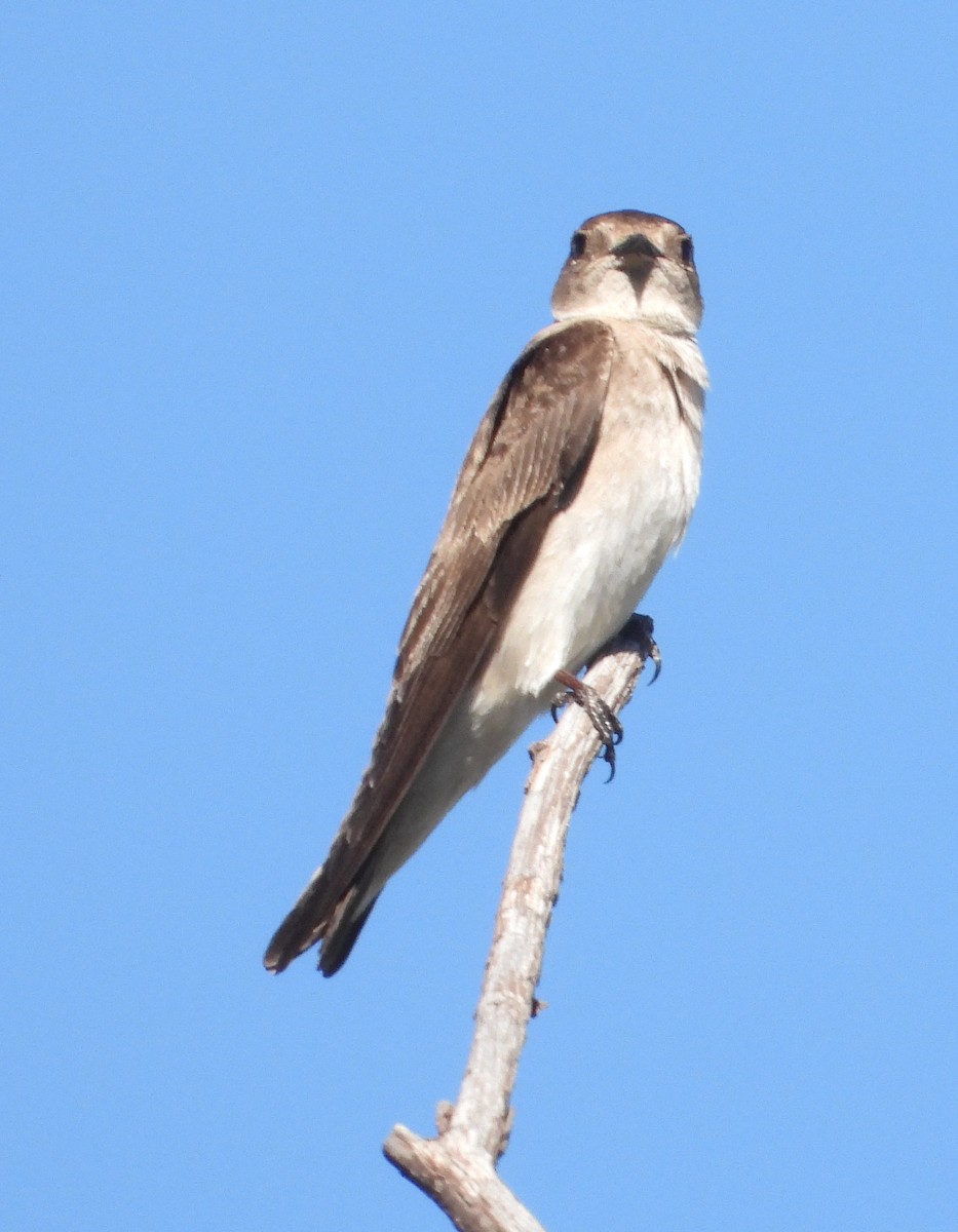 Northern Rough-winged Swallow - ML618339746