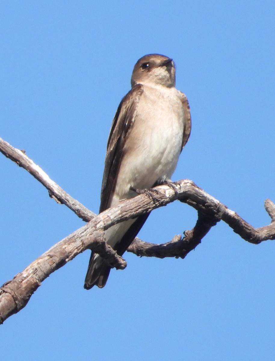 Northern Rough-winged Swallow - ML618339747