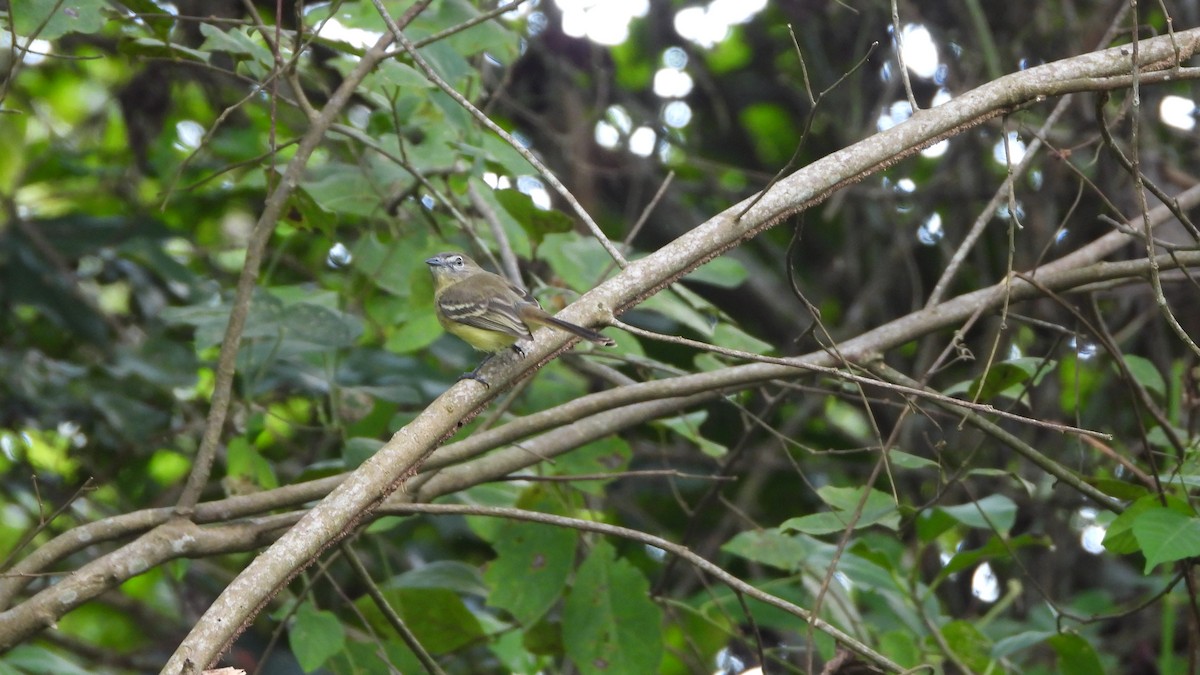 Pale-tipped Tyrannulet - ML618339753