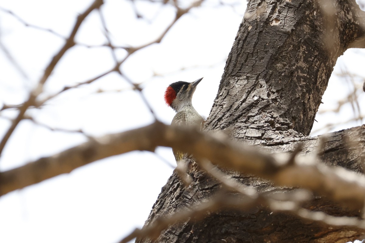 Fine-spotted Woodpecker - ML618339758