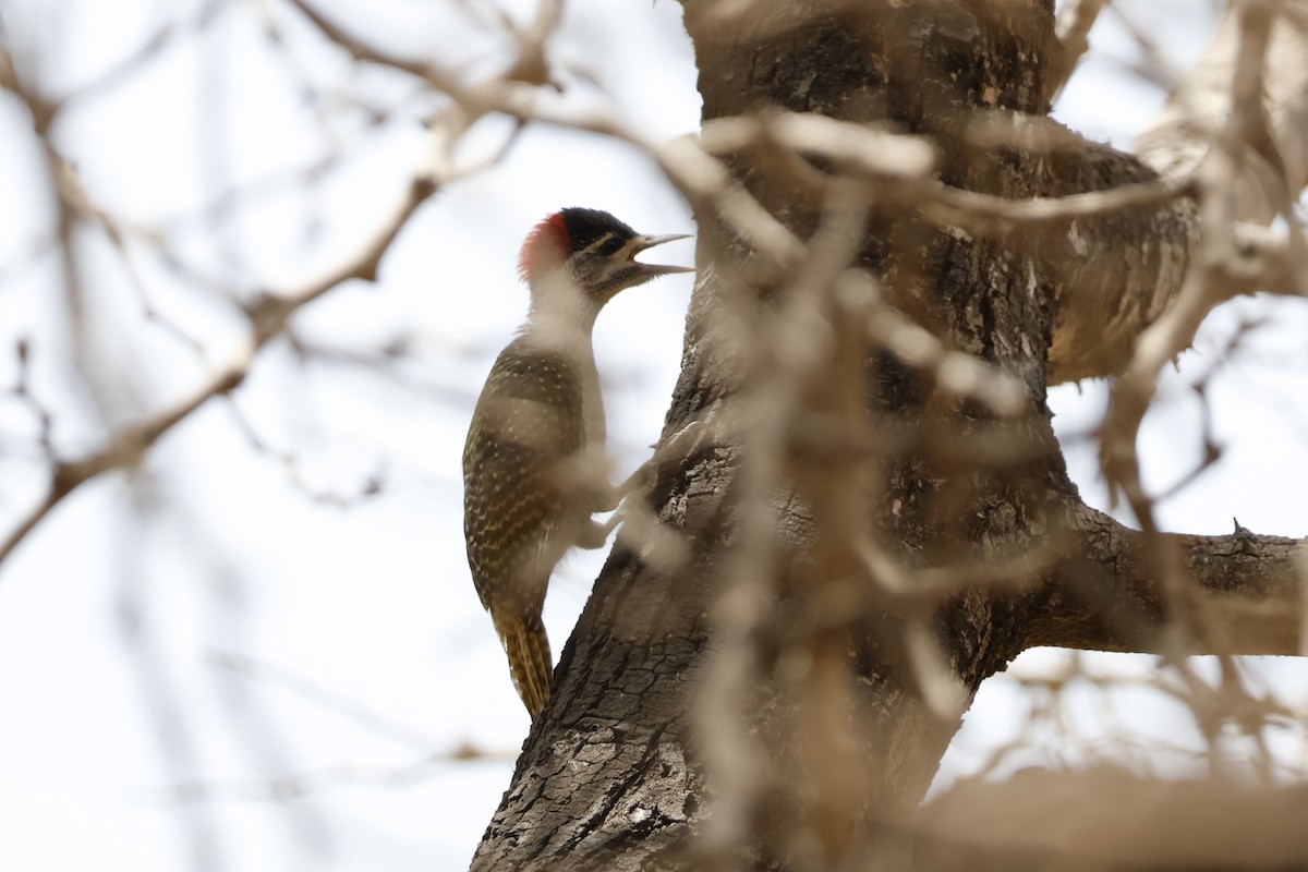 Fine-spotted Woodpecker - ML618339759
