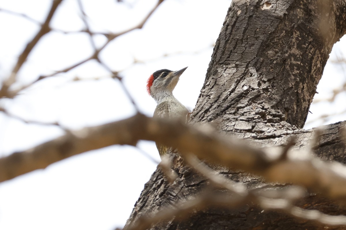 Fine-spotted Woodpecker - ML618339760
