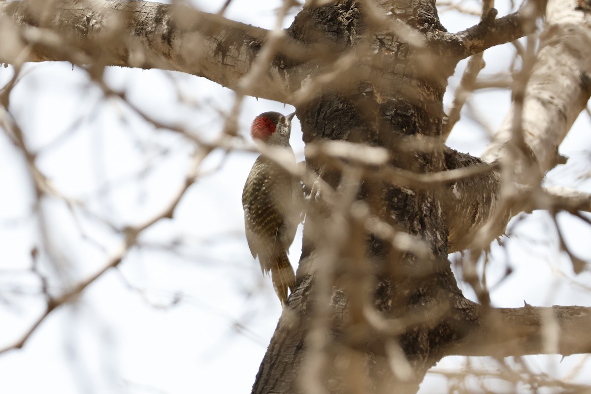Fine-spotted Woodpecker - ML618339761