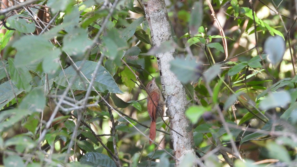 Rusty-backed Spinetail - ML618339774