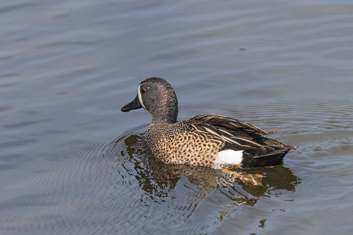 Blue-winged Teal - ML618339784