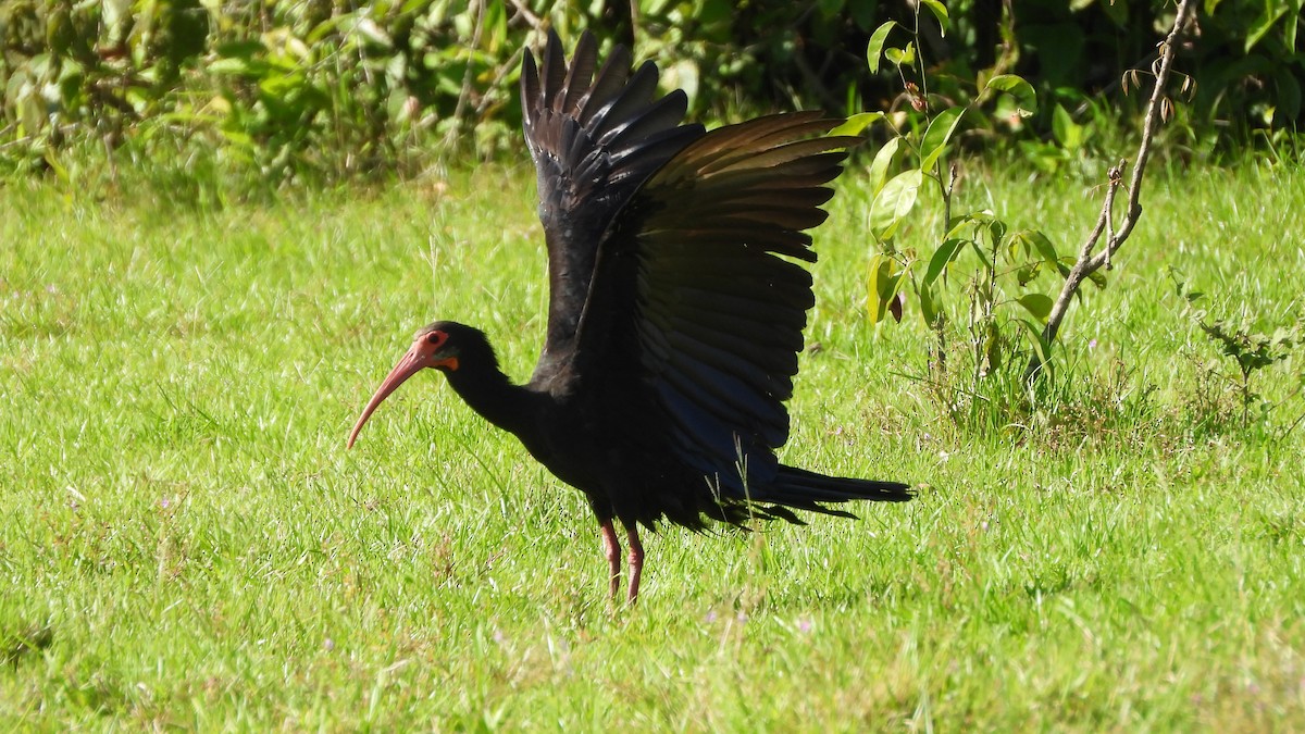 ibis dlouhoocasý - ML618339844
